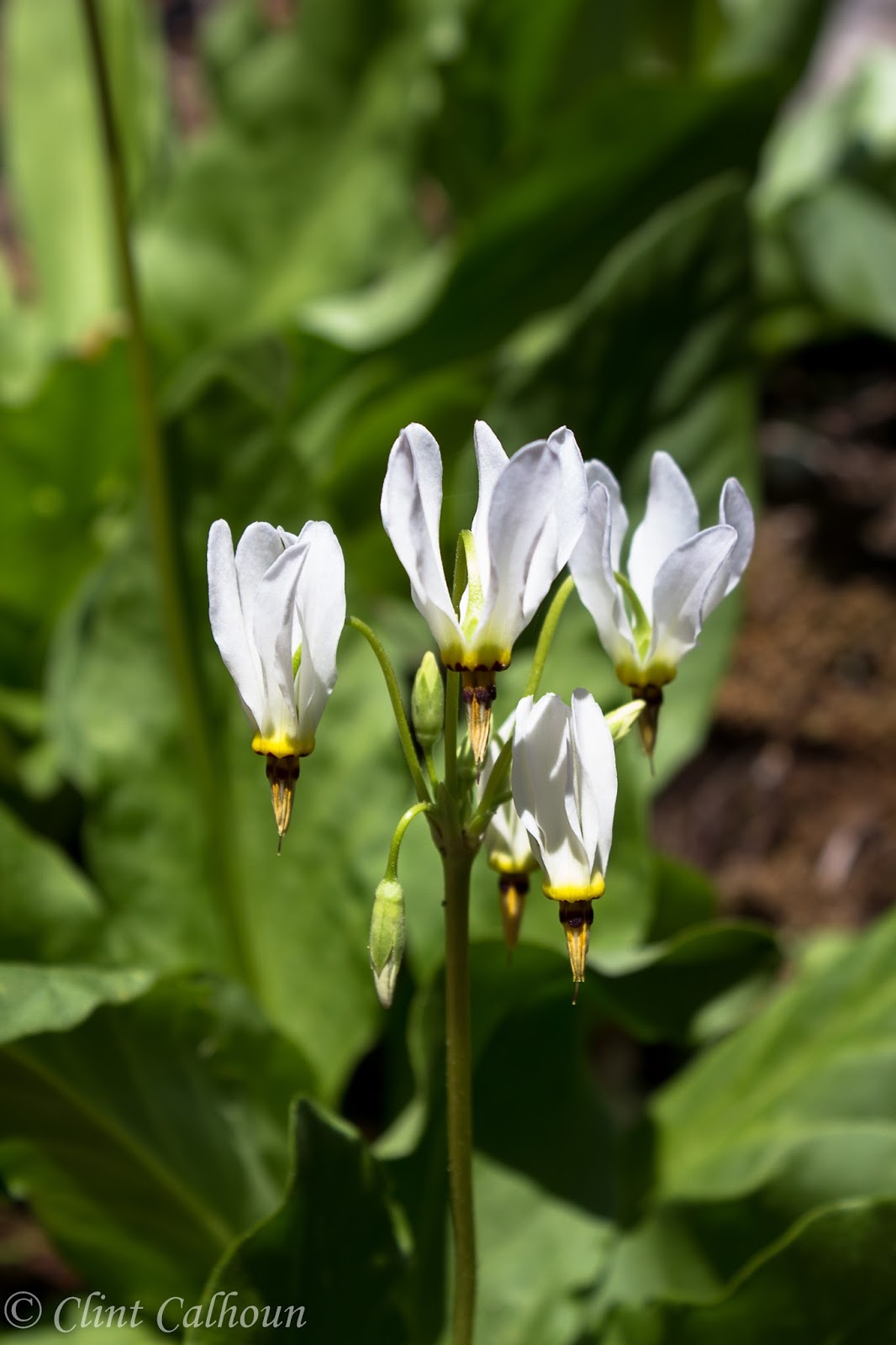 Dodecatheon meadia 'Album'